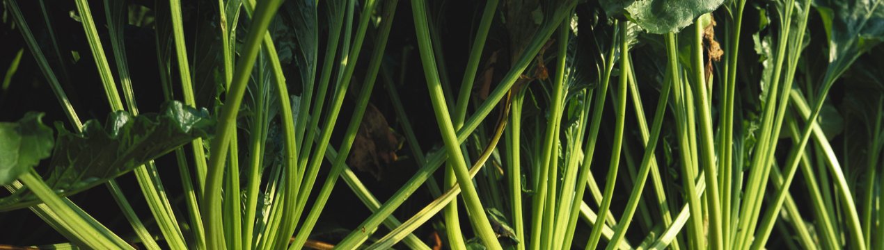 Росія нарощує «цукровий потенціал»