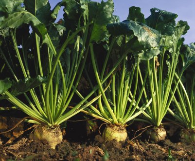 Росія нарощує «цукровий потенціал»