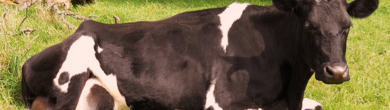 Мордовські заготівельники не залишать корів без зимових обідів