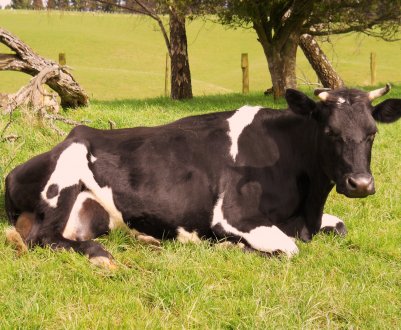 Мордовські заготівельники не залишать корів без зимових обідів
