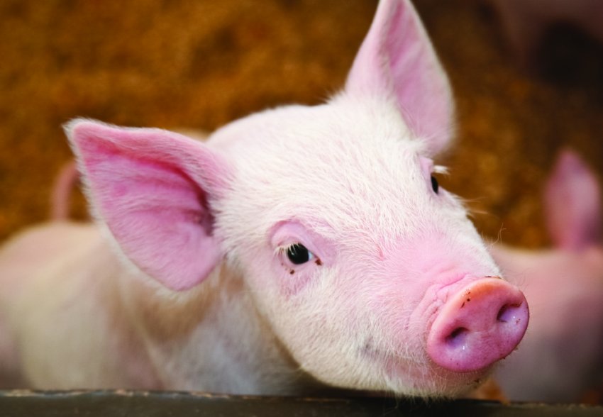 Критські ресторатори забезпечать кормом місцевих корів і свиней Критські ресторатори забезпечать кормом місцевих корів і свиней