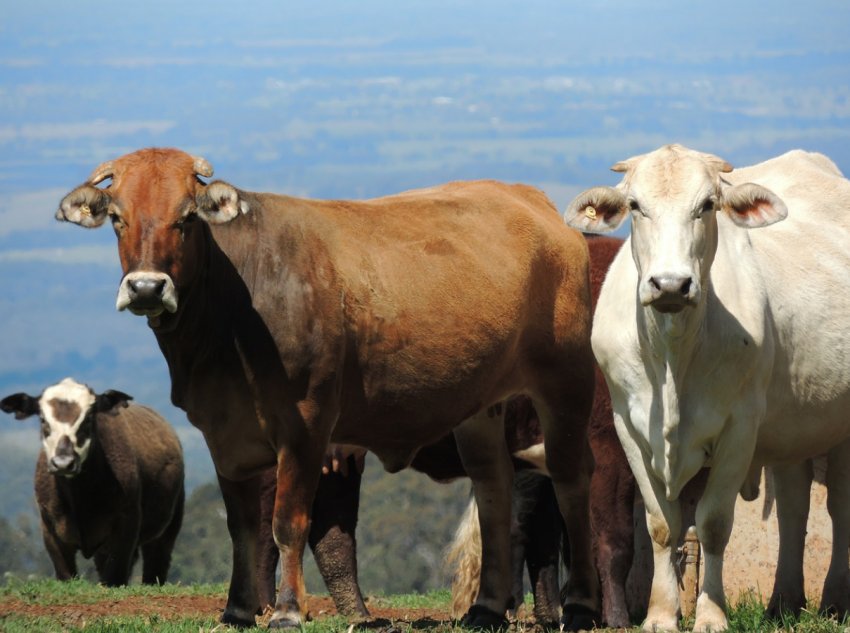 Критські ресторатори забезпечать кормом місцевих корів і свиней Критські ресторатори забезпечать кормом місцевих корів і свиней