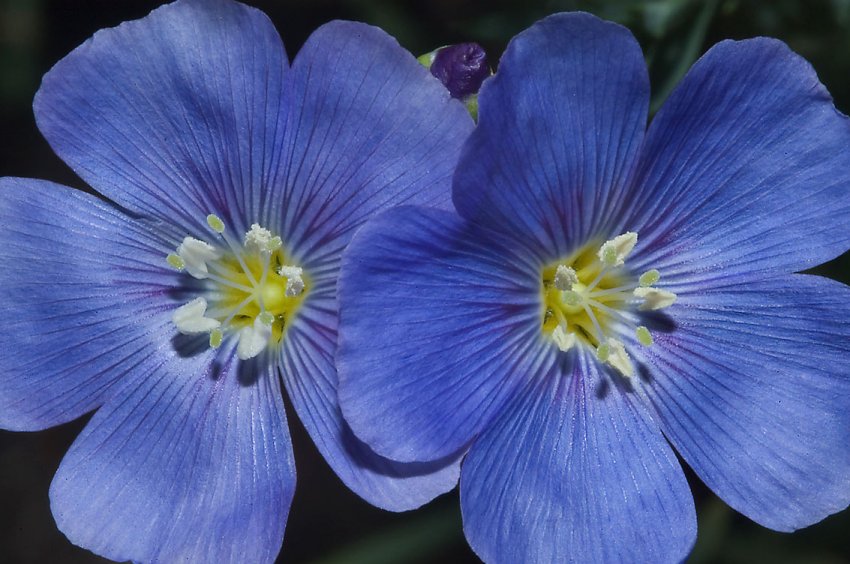 Казахстан має намір побити власні «лляні» рекорди