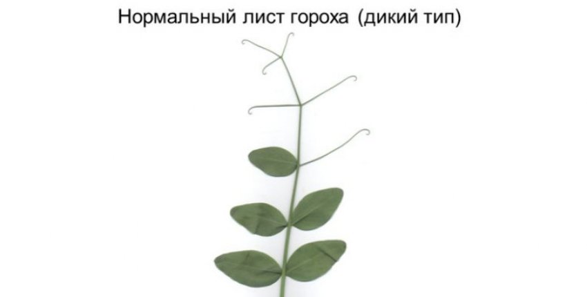корни у гороха какие. Смотреть фото корни у гороха какие. Смотреть картинку корни у гороха какие. Картинка про корни у гороха какие. Фото корни у гороха какие