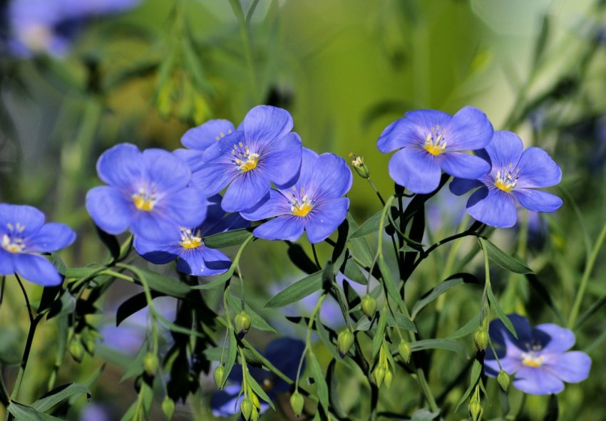 Казахстан має намір побити власні «лляні» рекорди