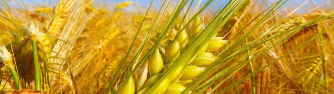 Азербайджан вийшов на фінішну пряму в зерновому марафоні