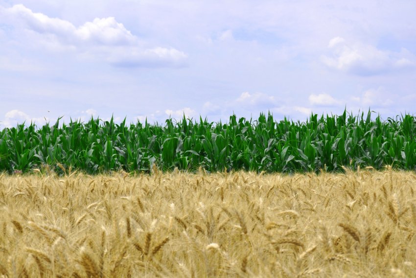 Азербайджан вийшов на фінішну пряму в зерновому марафоні Азербайджан вийшов на фінішну пряму в зерновому марафоні