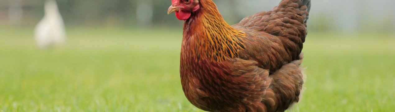 На британській фермі задихнулися через спеку тисячі курей