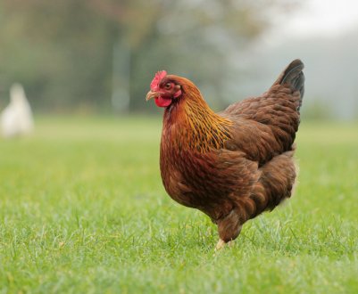 На британській фермі задихнулися через спеку тисячі курей