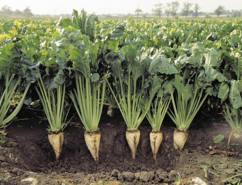 На краснодарських просторах стартувала «цукрова» пора На краснодарських просторах стартувала «цукрова» пора