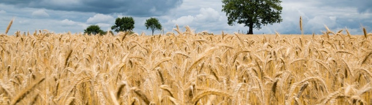 Україні не вистачає фуражної пшениці