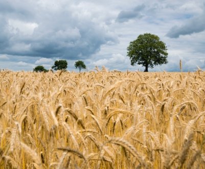 Україні не вистачає фуражної пшениці