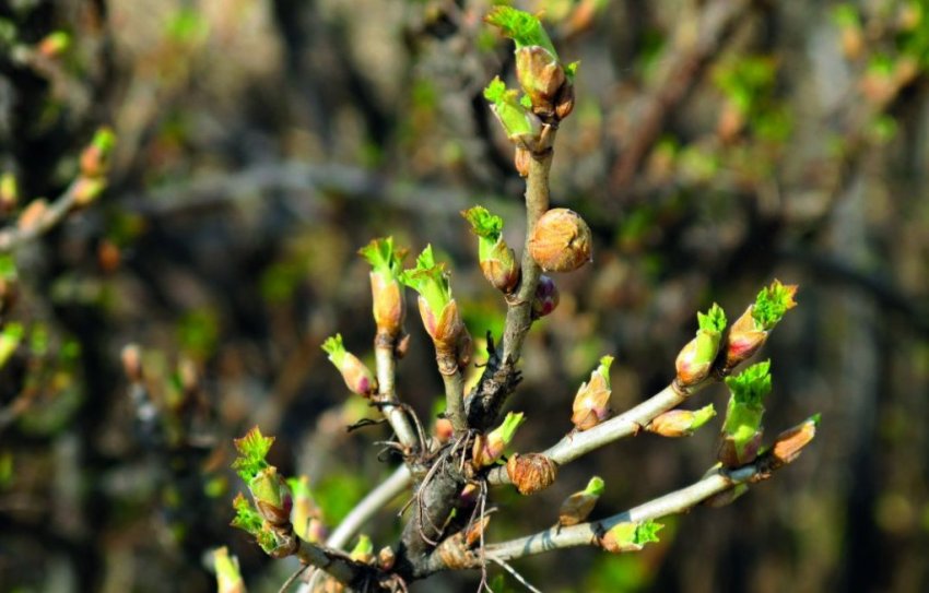 Смородинові бруньки