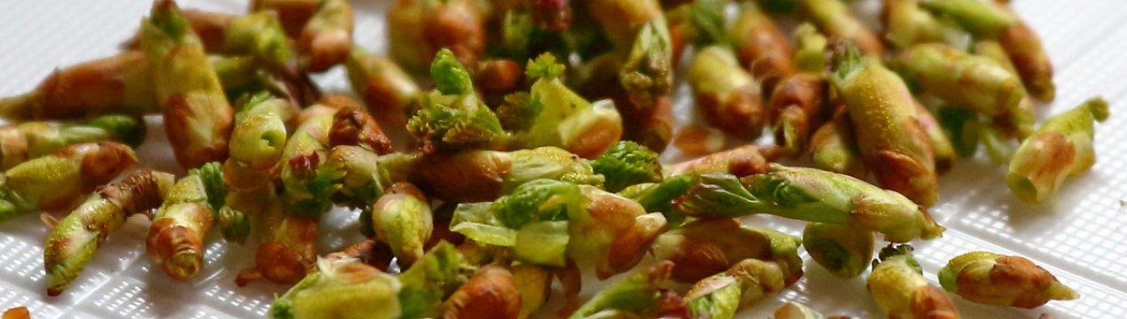 Рецепт настоянки на бруньках чорної смородини