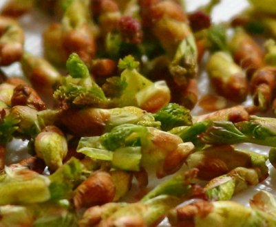 Рецепт настоянки на бруньках чорної смородини