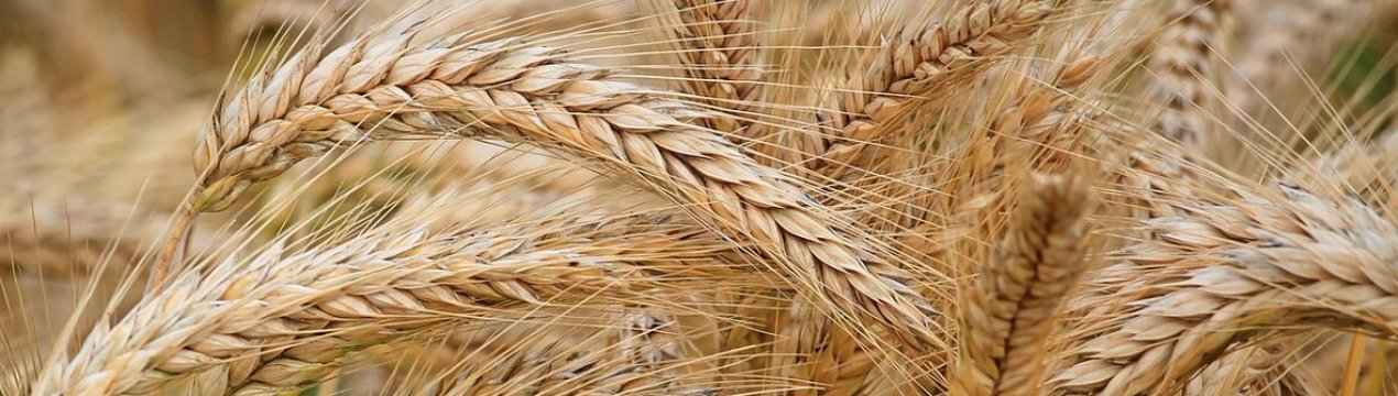 У Китай хлине «вільний від грибка» російський ячмінь