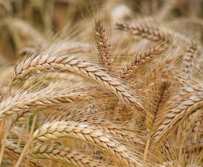 У Китай хлине «вільний від грибка» російський ячмінь