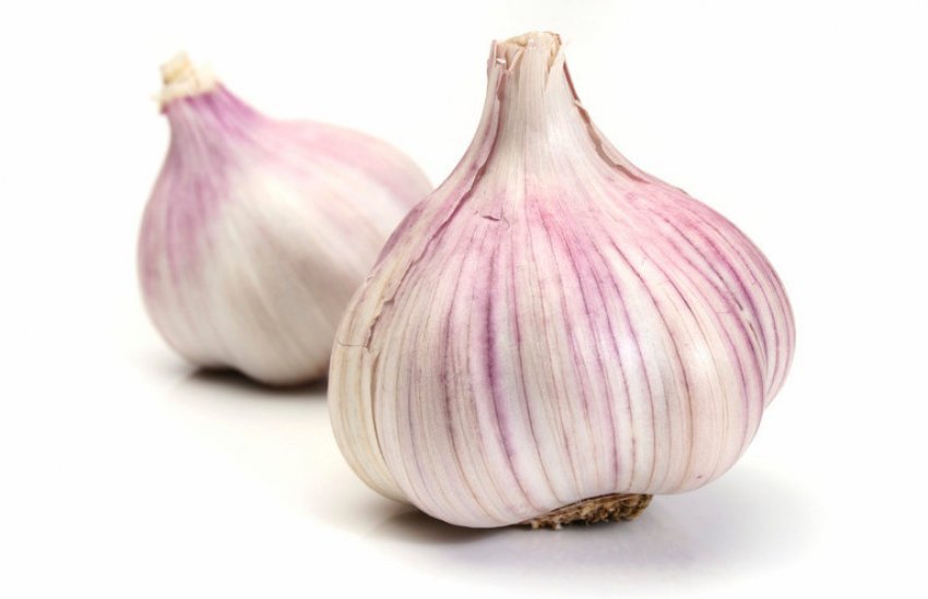 Озимий часник Ювілейний 07 Озимий часник Ювілейний 07