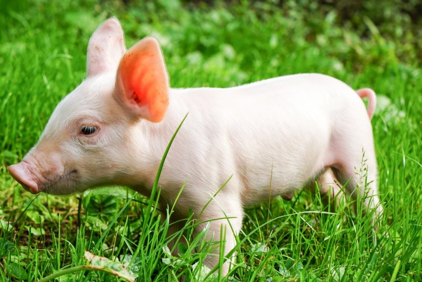 Приморські свині стали жертвами африканської чуми