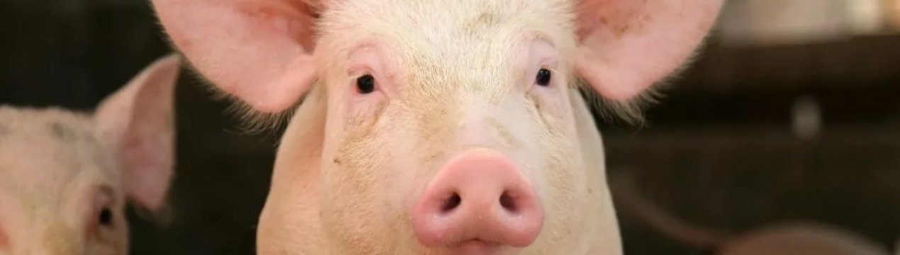 Приморські свині стали жертвами африканської чуми