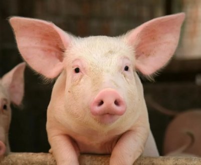 Приморські свині стали жертвами африканської чуми