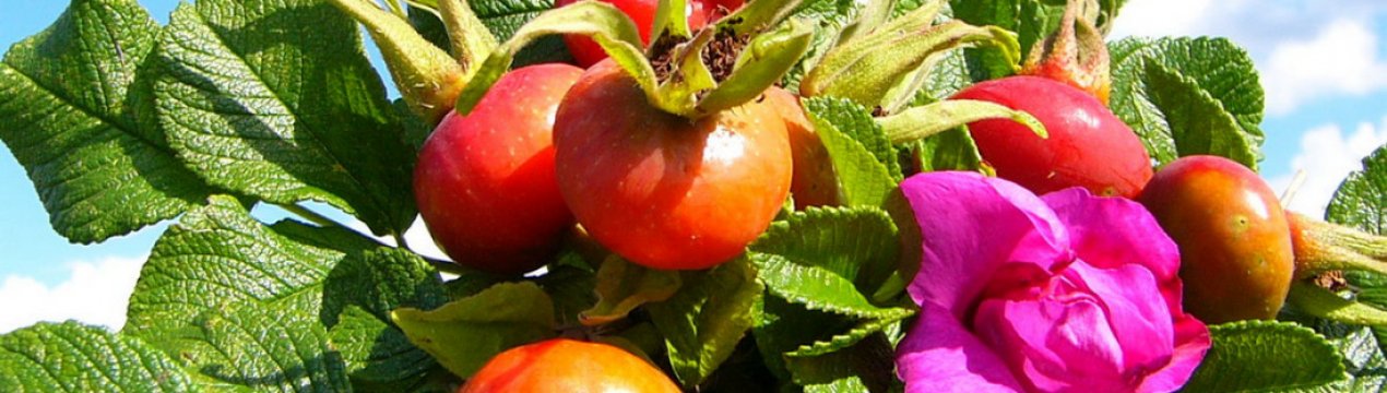 Шипшина при панкреатиті та холециститі