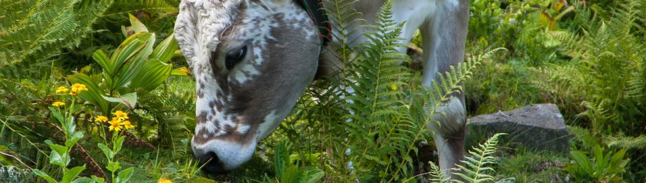 Сімейна молочна ферма відкрилася в Хмельницькій області