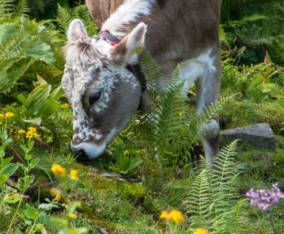 Сімейна молочна ферма відкрилася в Хмельницькій області