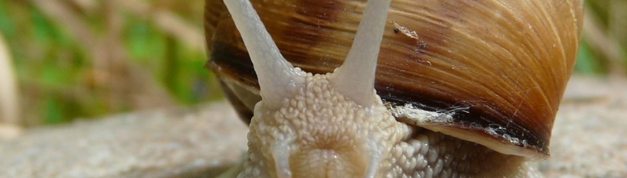 Прикарпатський улитковод удостоївся нагороди від Кабміну