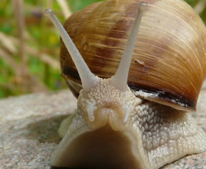 Прикарпатський улитковод удостоївся нагороди від Кабміну