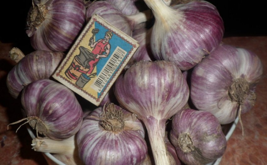 Озимий часник Фіолетовий харківський Озимий часник Фіолетовий харківський