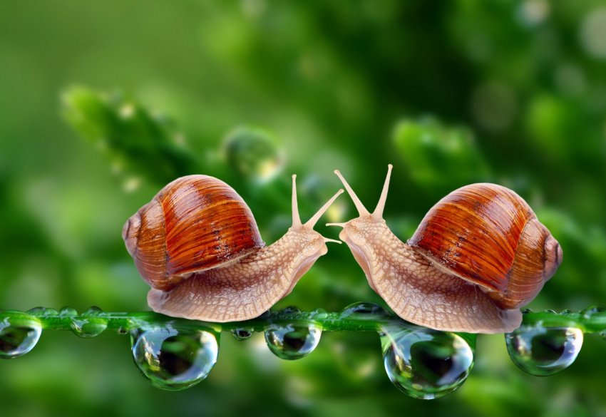 Прикарпатський улитковод удостоївся нагороди від Кабміну