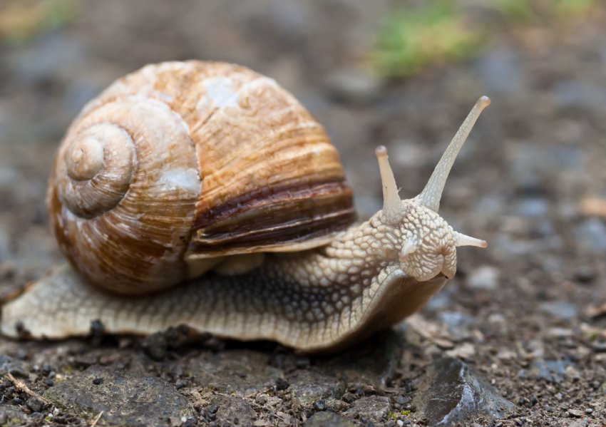Прикарпатський улитковод удостоївся нагороди від Кабміну
