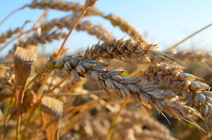 Україні не вистачає фуражної пшениці