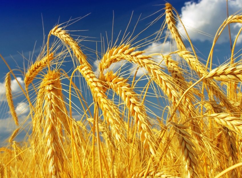 Україні не вистачає фуражної пшениці