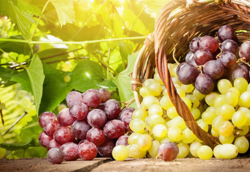 В Одеській області оберуть найкращу виноградний кетяг