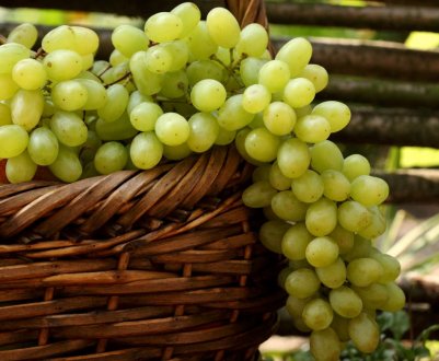 В Одеській області оберуть найкращу виноградний кетяг