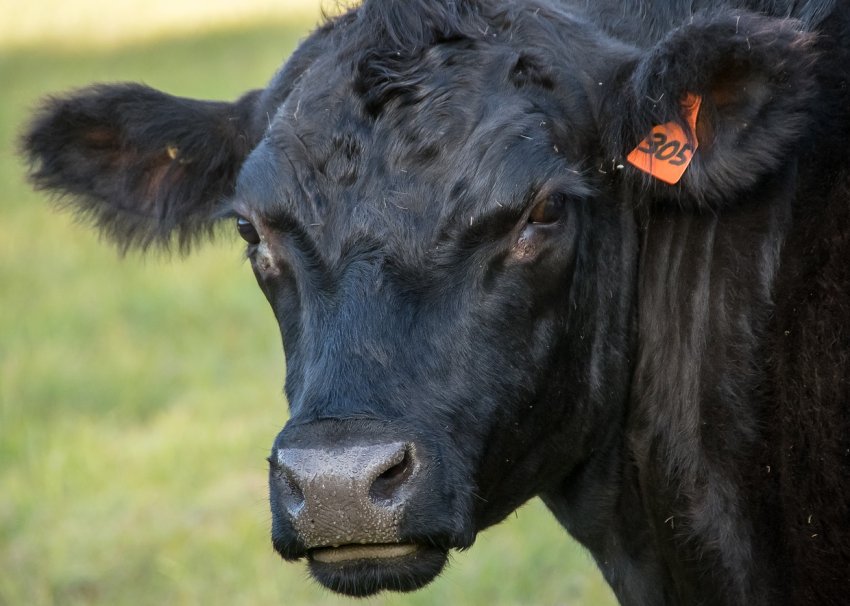 Сімейна молочна ферма відкрилася в Хмельницькій області Сімейна молочна ферма відкрилася в Хмельницькій області