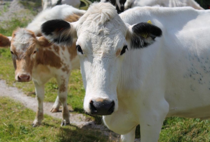 Сімейна молочна ферма відкрилася в Хмельницькій області Сімейна молочна ферма відкрилася в Хмельницькій області