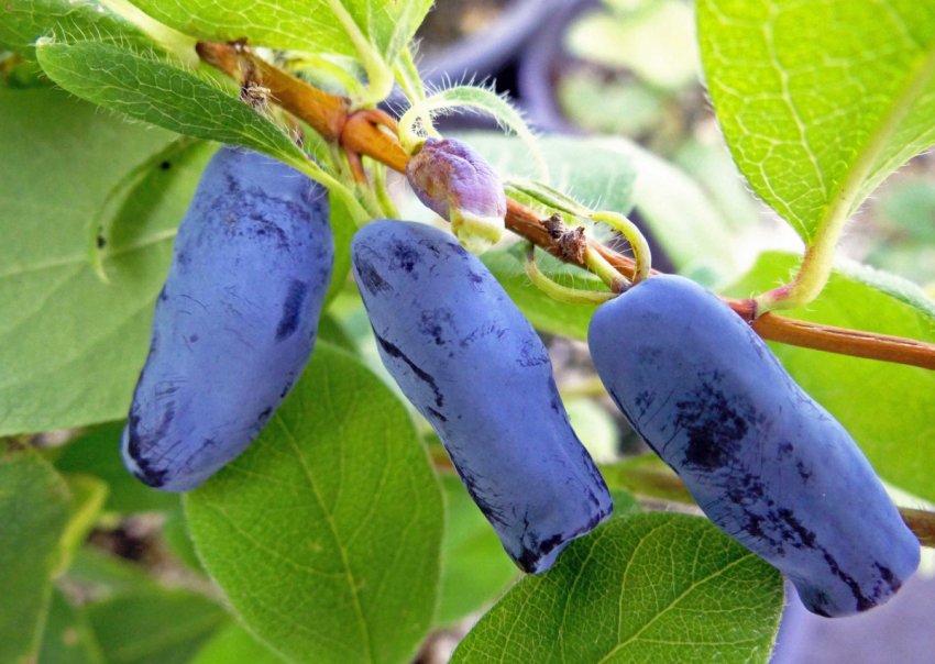 Саджанці жимолості лідирують серед продажів у супермаркетах «Епіцентр» і «Нова лінія»