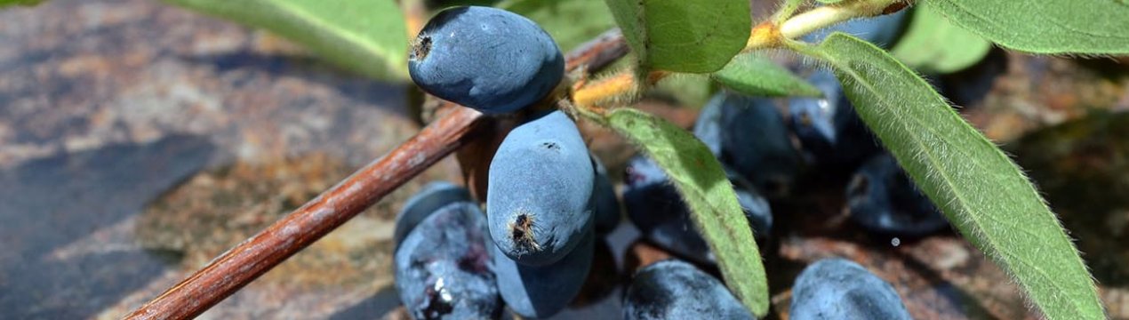 Саджанці жимолості лідирують серед продажів у супермаркетах «Епіцентр» і «Нова лінія»