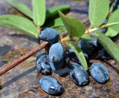 Саджанці жимолості лідирують серед продажів у супермаркетах «Епіцентр» і «Нова лінія»
