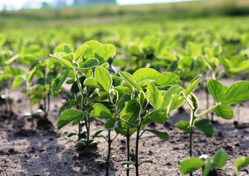 Бразильські соеводи націлилися на рекорд Бразильські соеводи націлилися на рекорд