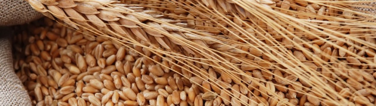 Молдавські аграрії — на порозі «зернового фіналу»