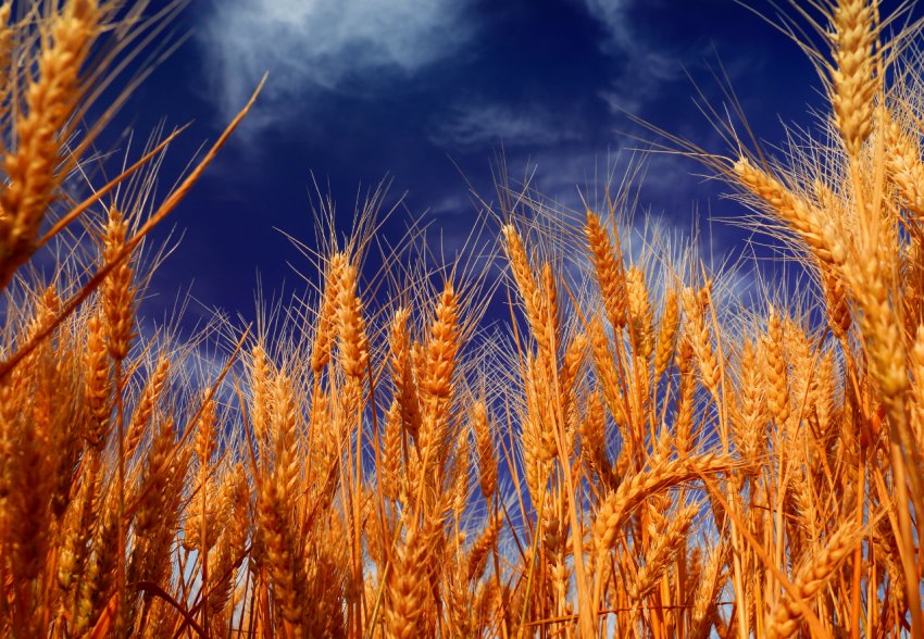 Молдавські аграрії — на порозі «зернового фіналу»