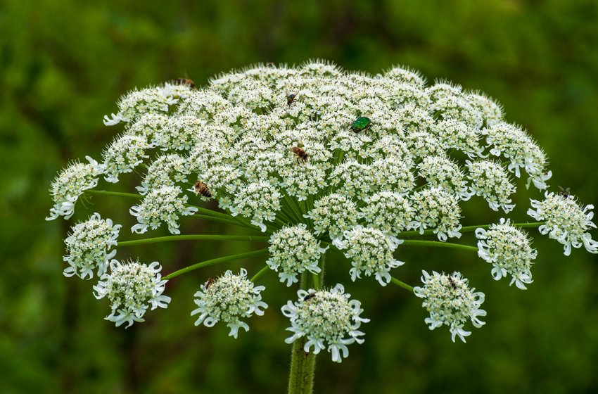 Потужна атака борщівника могла згубно позначитися на російських бджіл Потужна атака борщівника могла згубно позначитися на російських бджіл