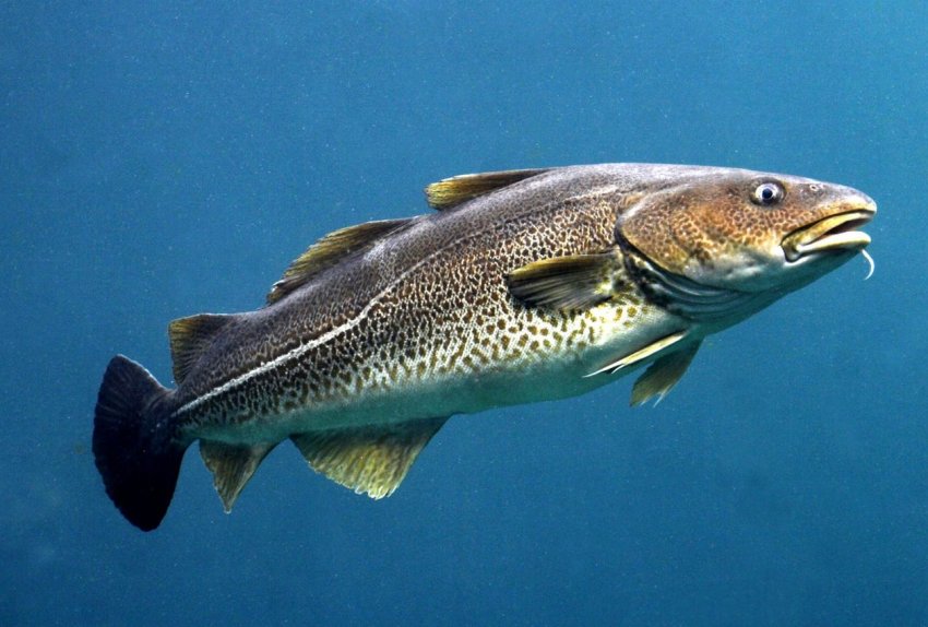 Мурманські рибоводи забезпечують іноземців креветками, тріскою і палтусом Мурманські рибоводи забезпечують іноземців креветками, тріскою і палтусом