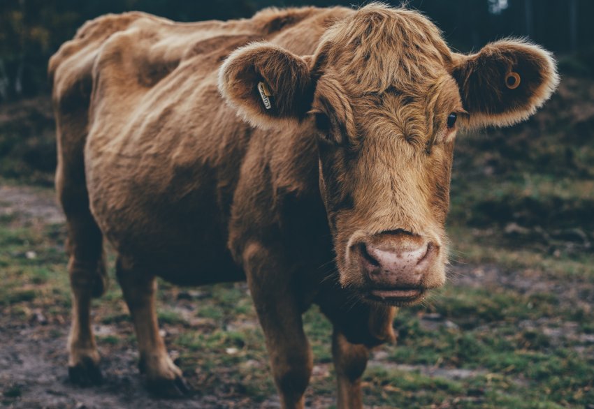 Мордовські заготівельники не залишать корів без зимових обідів