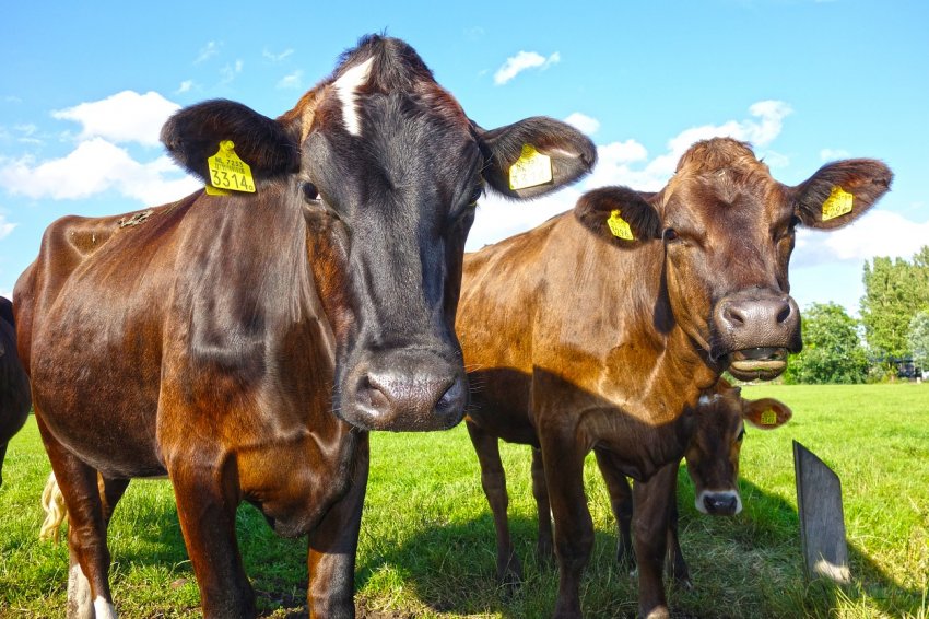 Мордовські заготівельники не залишать корів без зимових обідів