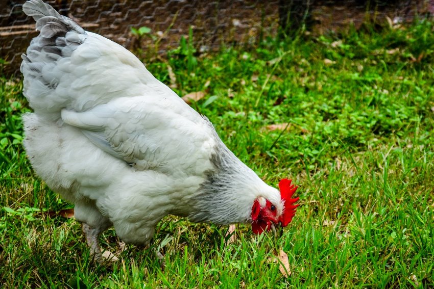 Влади РФ не шкодують мільярдів на створення унікальних курей